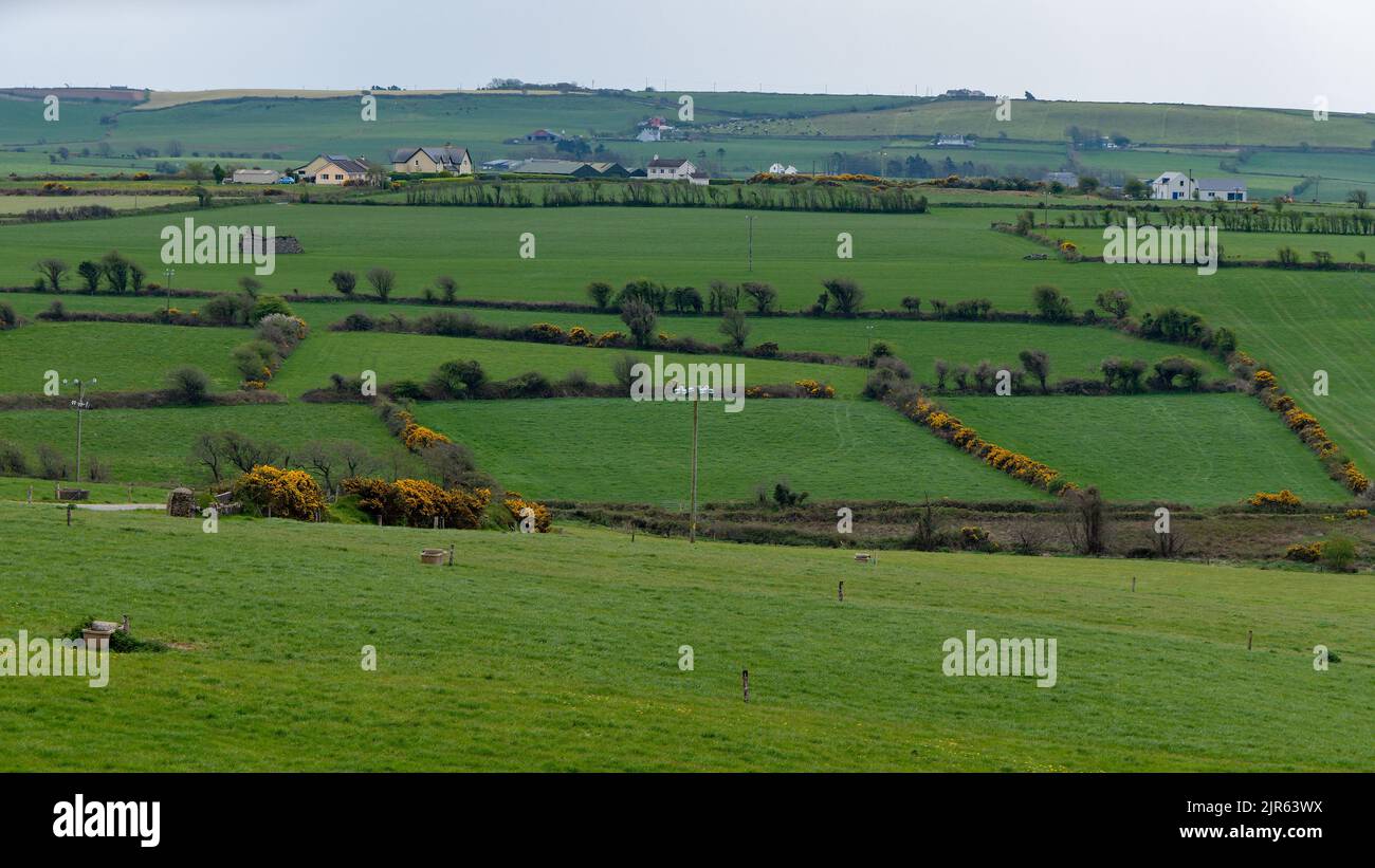 Edifici nei campi verdi del sud dell'Irlanda, West Cork. Paesaggio agricolo. Pittoresca natura irlandese. Foto Stock