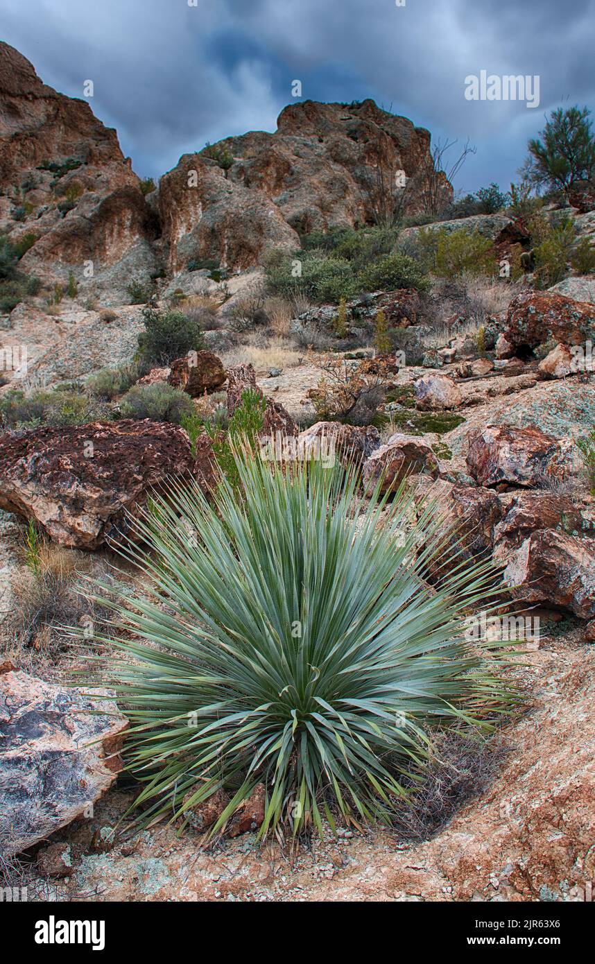 Desert Spoon (Dasylirion wheeleri) nella preground di questo paesaggio dal deserto delle superstizioni, Arizona meridionale Foto Stock