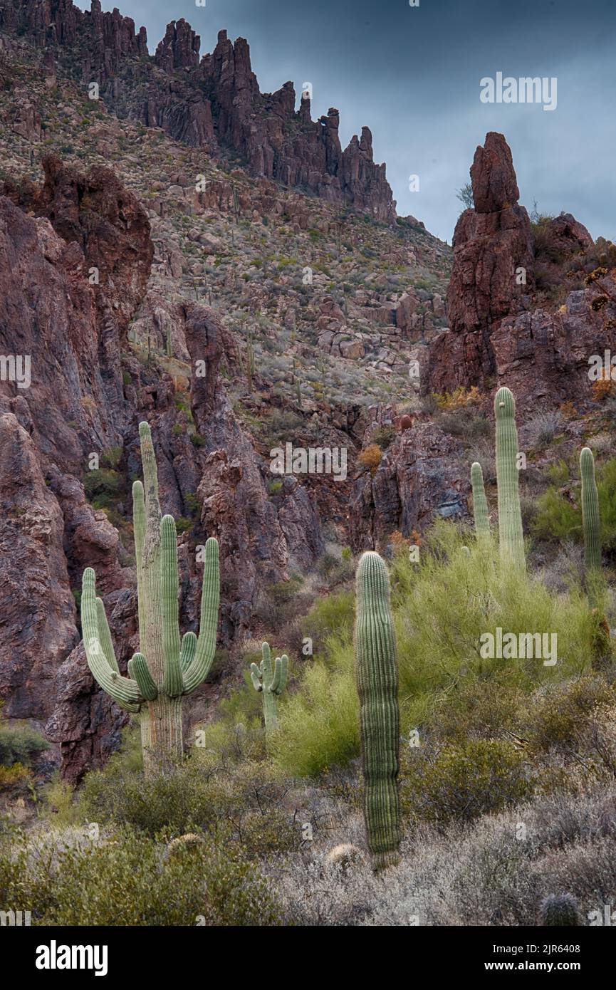 Paesaggio nelle superstizioni, Arizona meridionale, Stati Uniti Foto Stock
