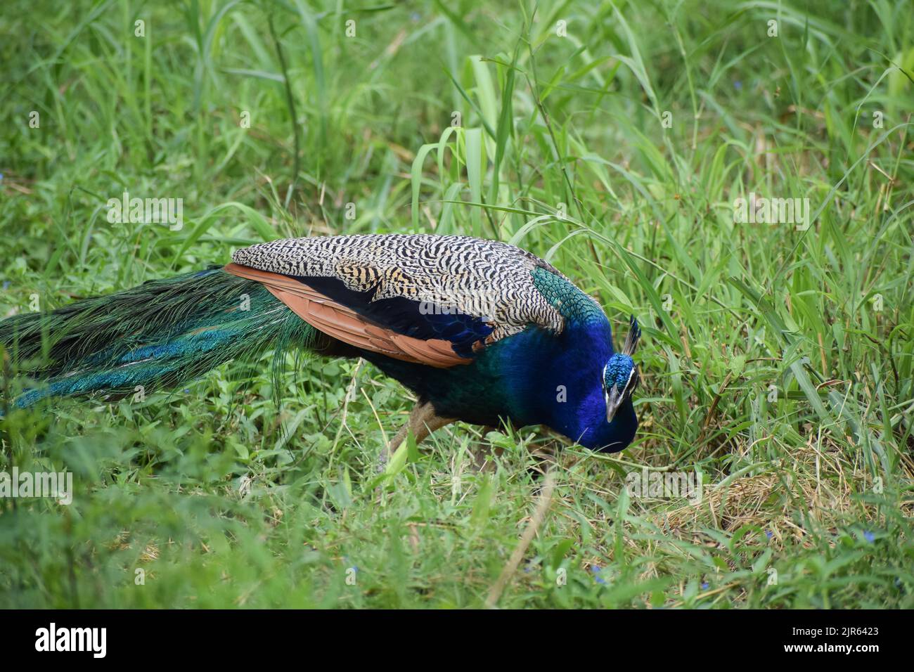 Pavone indiano in piedi su erba archiviato in New Delhi zoo, India. Foto Stock