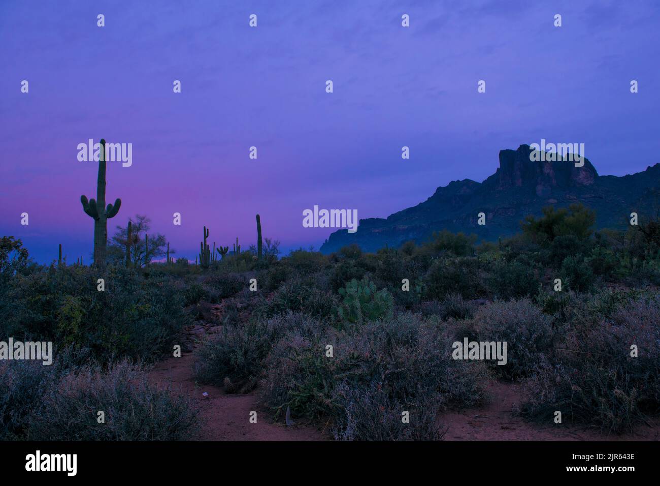 Mattina presto nel deserto. Paesaggio dalle superstizioni, Arizona meridionale Foto Stock