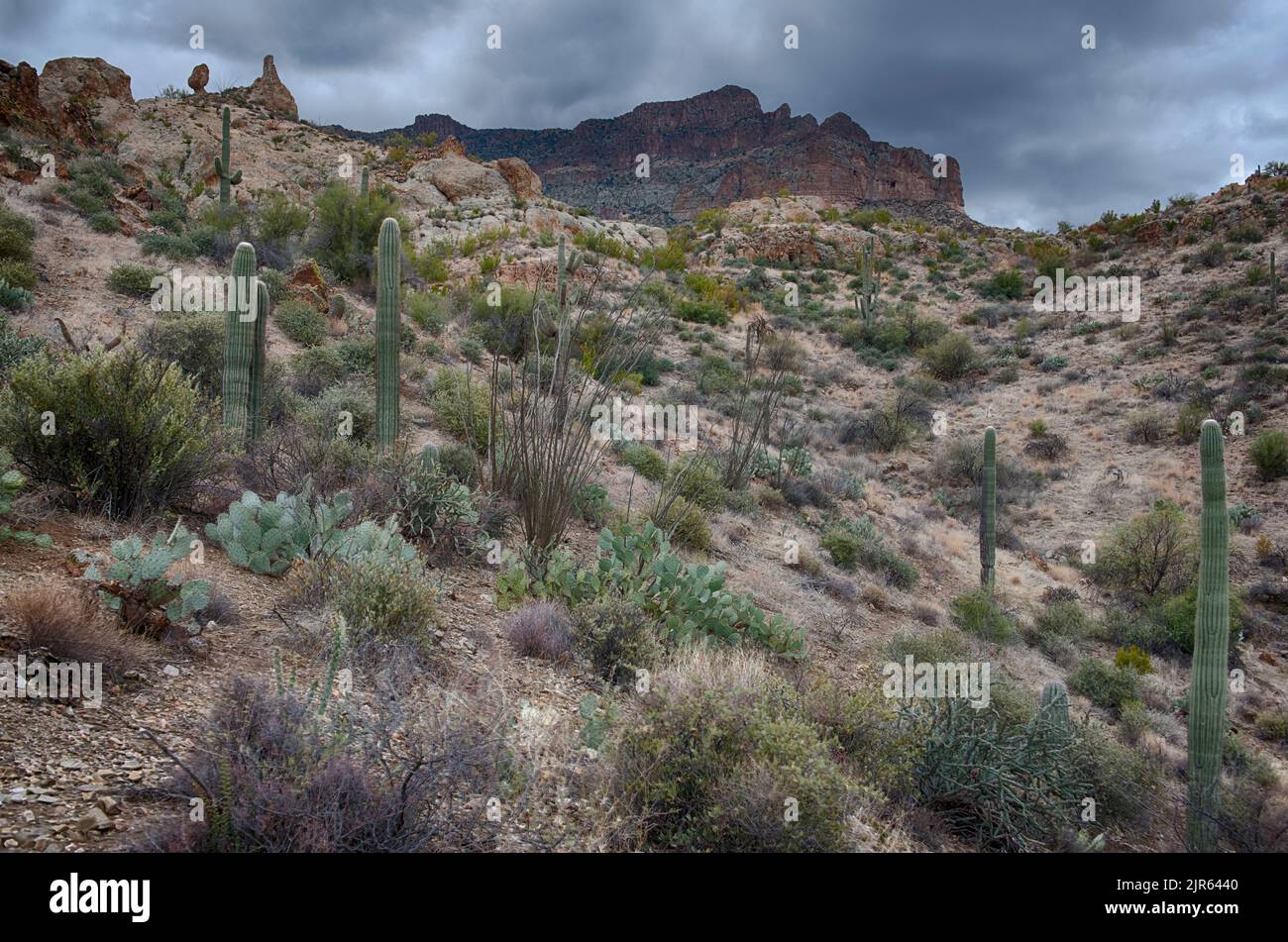 Bellissimo paesaggio desertico con vegetaition cactus nelle superstizioni, Arizona Foto Stock