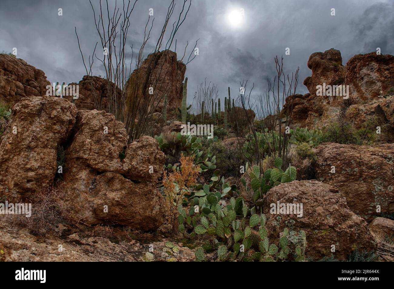 Bellissimo paesaggio desertico con vegetaition cactus nelle superstizioni, Arizona Foto Stock