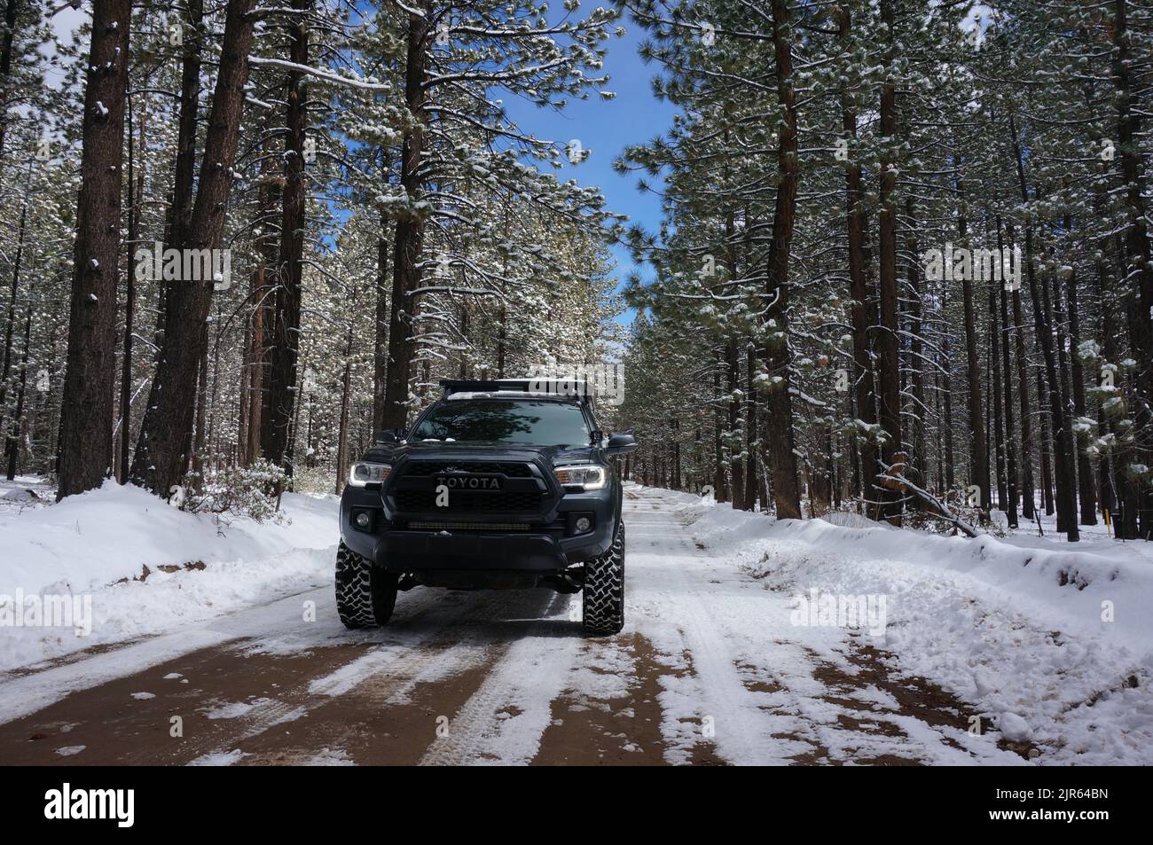 Un primo piano di un nero Toyota Tacoma su uno stretto treno nevoso in una foresta in Big Bear Foto Stock