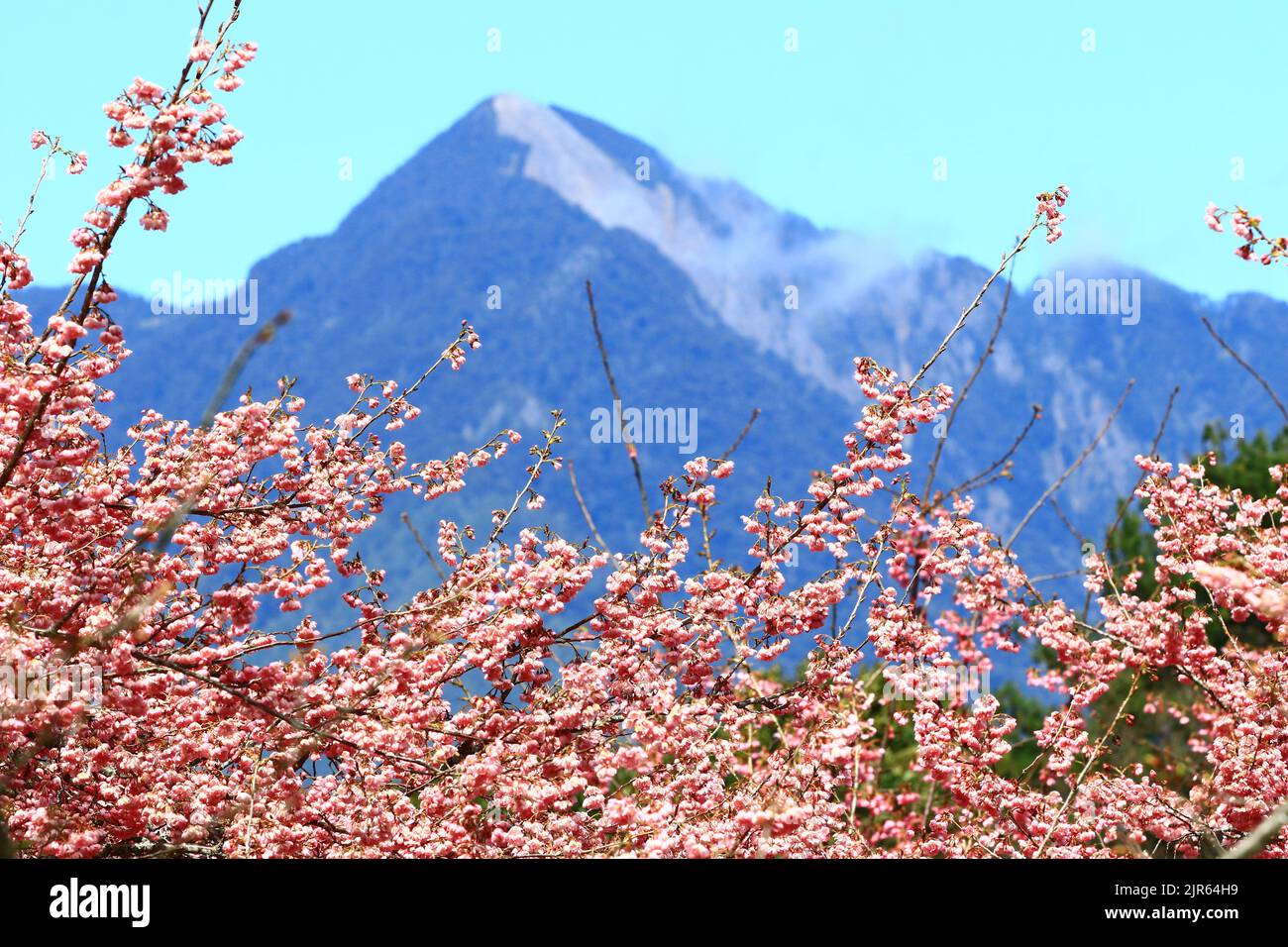 Incredibile scenario di fioritura rosa Cherry fiori fioriti con montagne continue nella piantagione con sfondo blu cielo Foto Stock