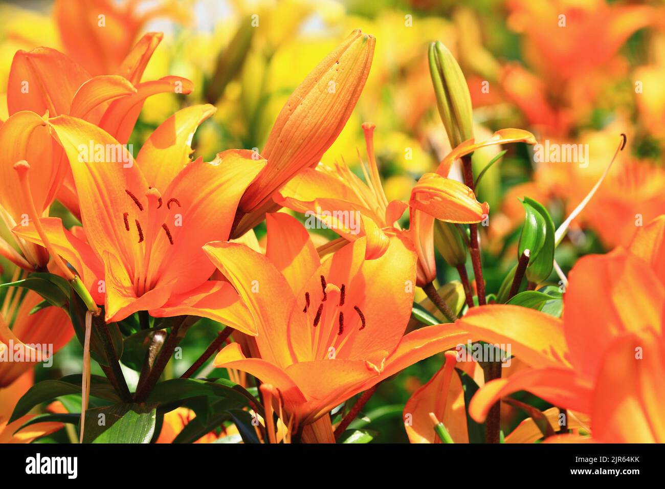 Fiore Giglio Longflower (Giglio di Pasqua, Giglio Trumpet Bianco) fiori, primo piano di giallo con fiori di giglio arancione che fioriscono nel giardino Foto Stock