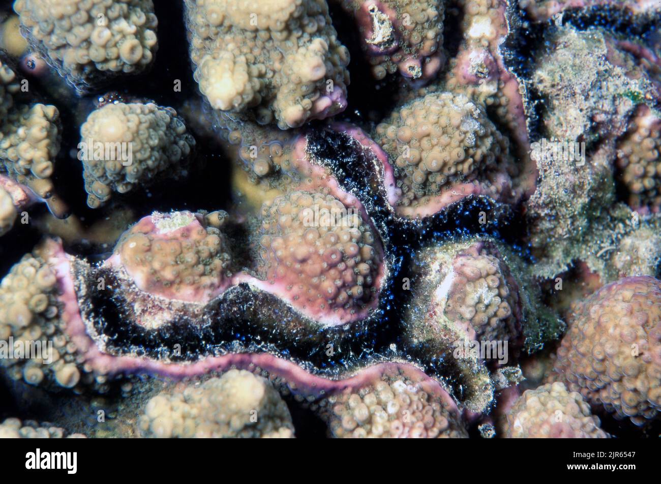Le tane del gambero petroglifo Alpheus deuteropus in coralli di pietra (Acropora sp.) da Krabi, Thailandia. Si noti il piccolo, munidentified hydrozoans t Foto Stock
