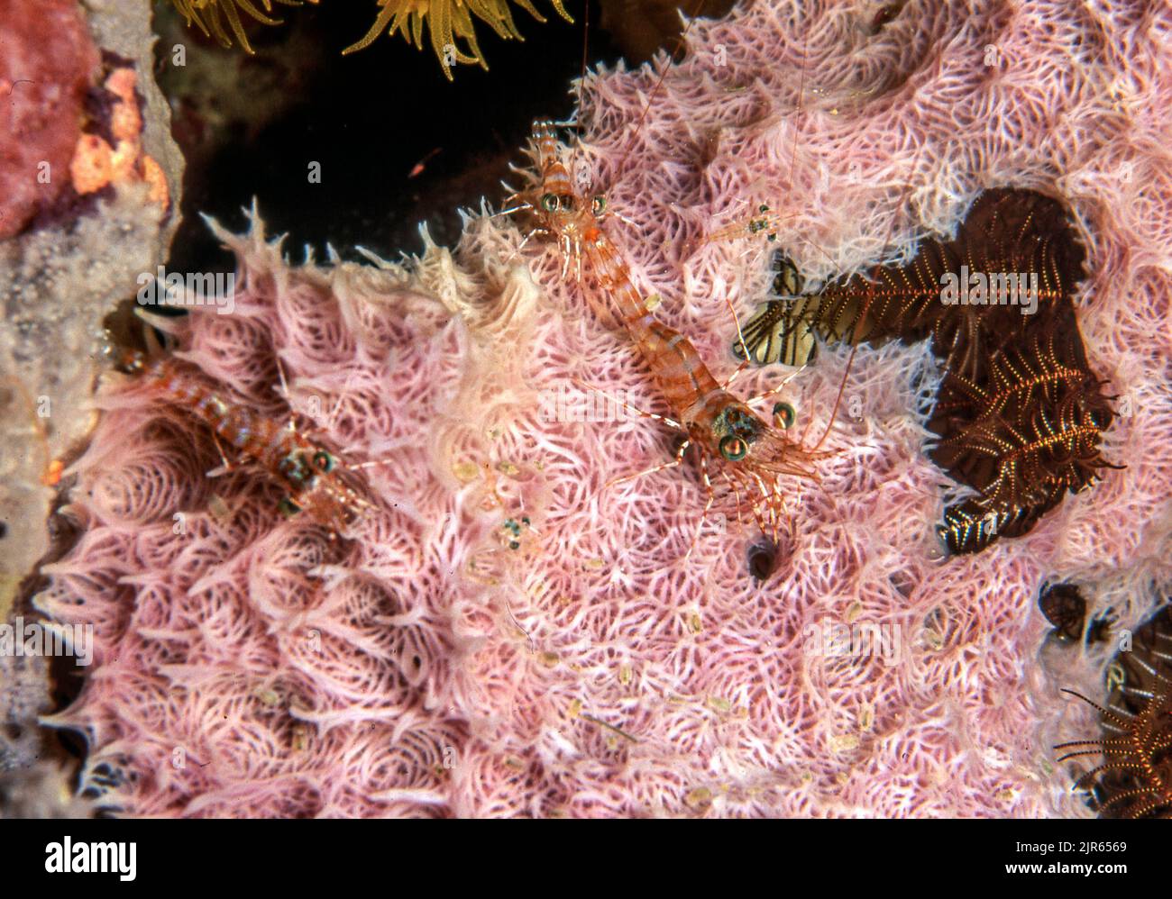 Gamberetti a becco d'incernieramento (Cinetorhynchus sp.) di Bunaken, Nord Sulawesi, Indonesia. Foto Stock