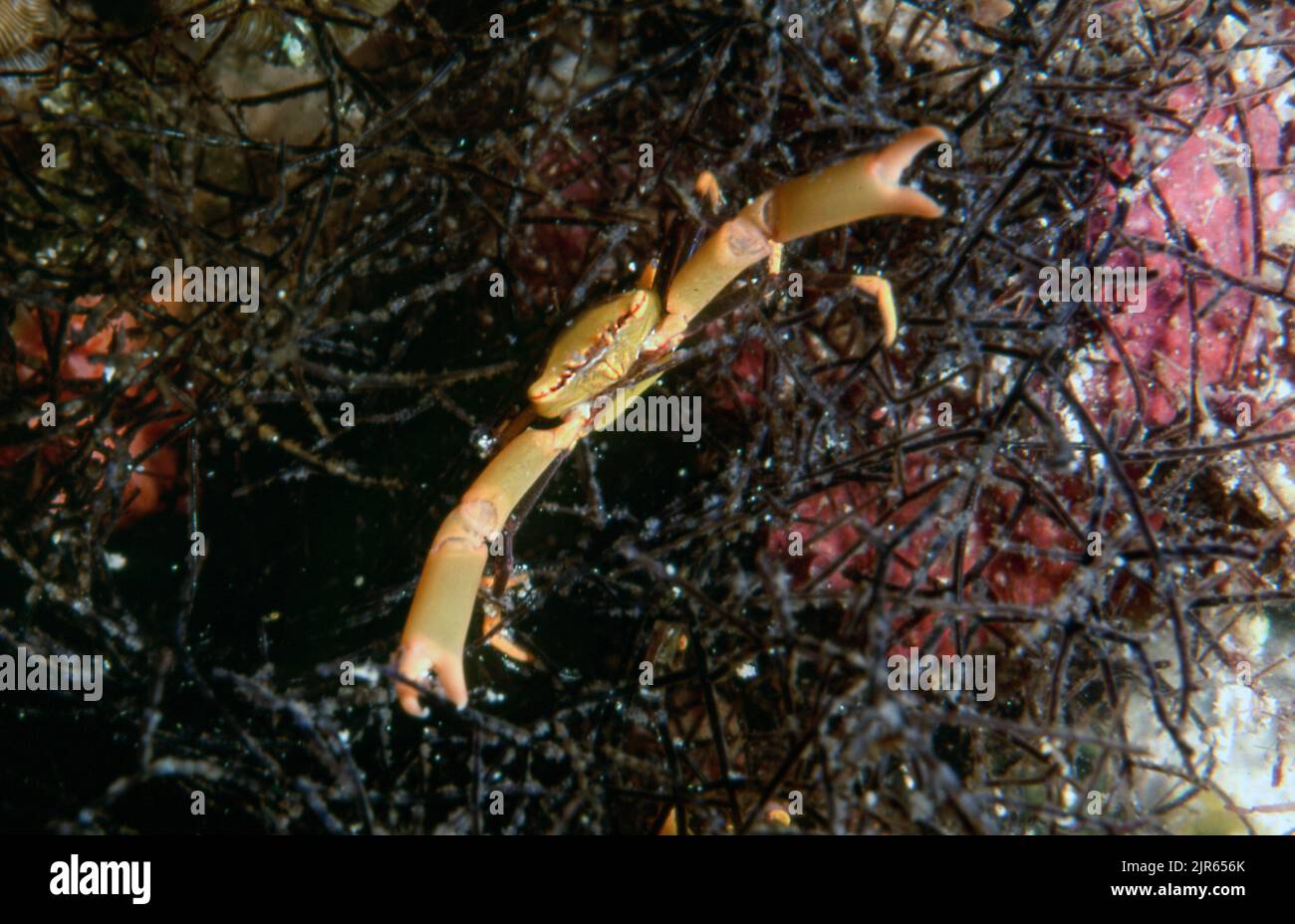 Trapezia sp., un granchio di guardia associato con corallo nero (Antipatia) nelle Maldive. Foto Stock