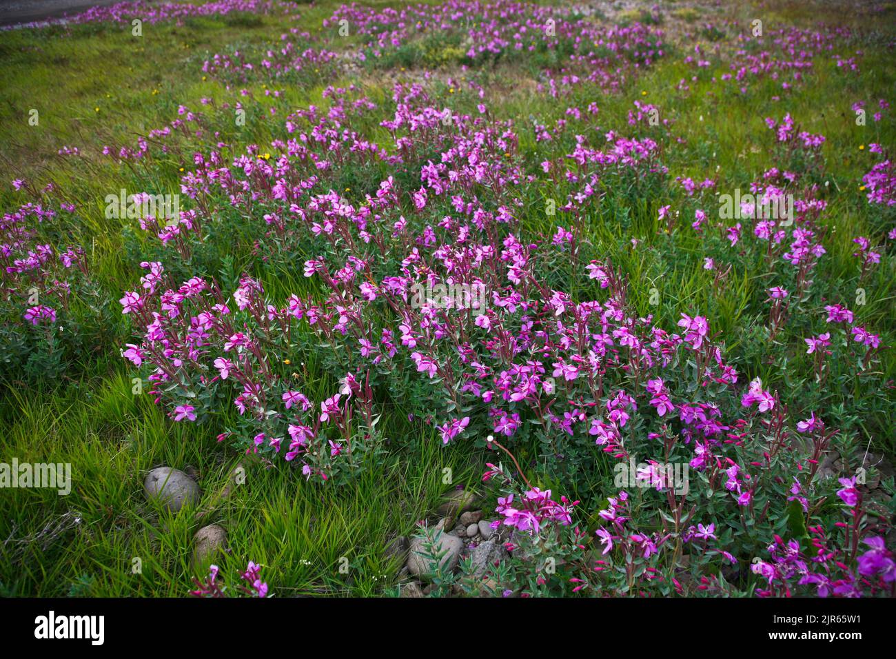Alghe nane colorate, Epilobium latifolium, Riverbeauty, Tundra Plants, Islanda, natura Fiori selvaggi artici isolati, Europa Foto Stock