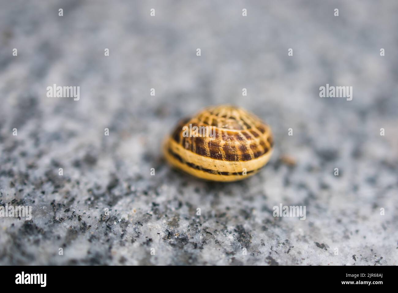 Lumaca isolata su sfondo grigio. Lumaca in un primo piano di conchiglia Foto Stock