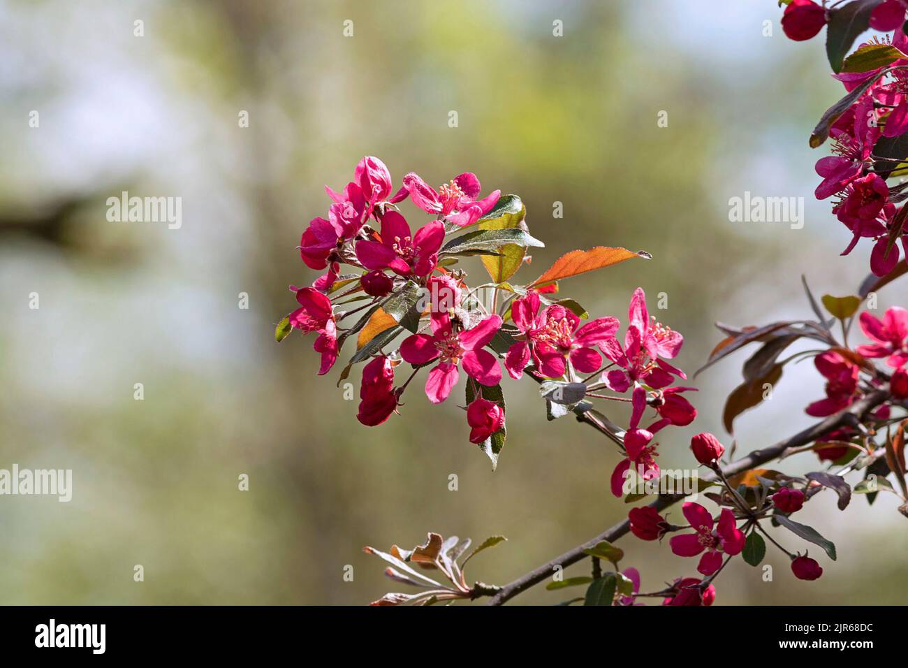 Bellezza dei fiori di ciliegia giapponesi nel mese di aprile (Prunus cerasus) Foto Stock