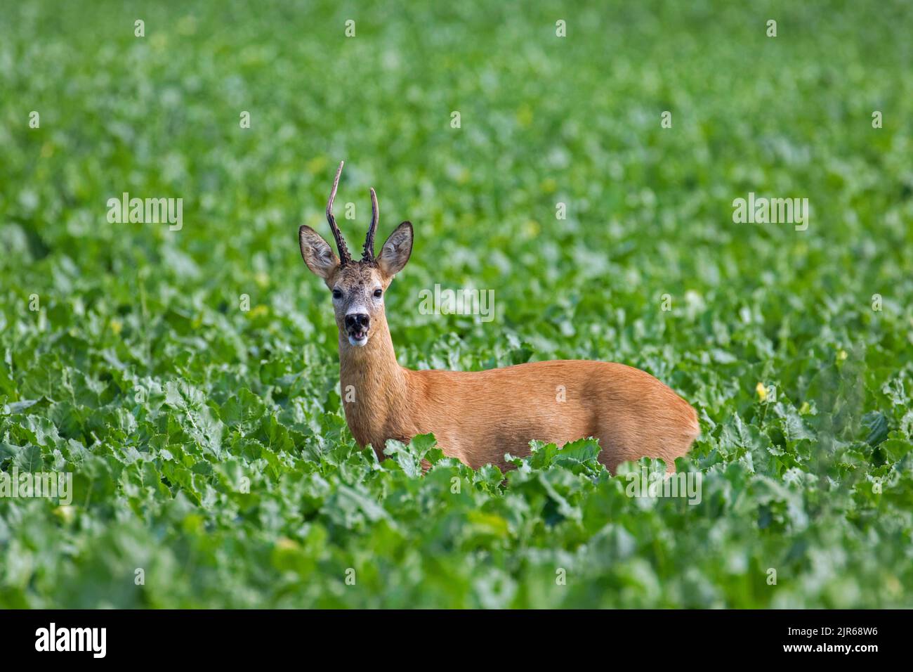 Capriolo europeo (Capreolus capreolus) maschio / caprebuck foraging in campo di barbabietola da zucchero / terreno agricolo nel mese di agosto in estate Foto Stock
