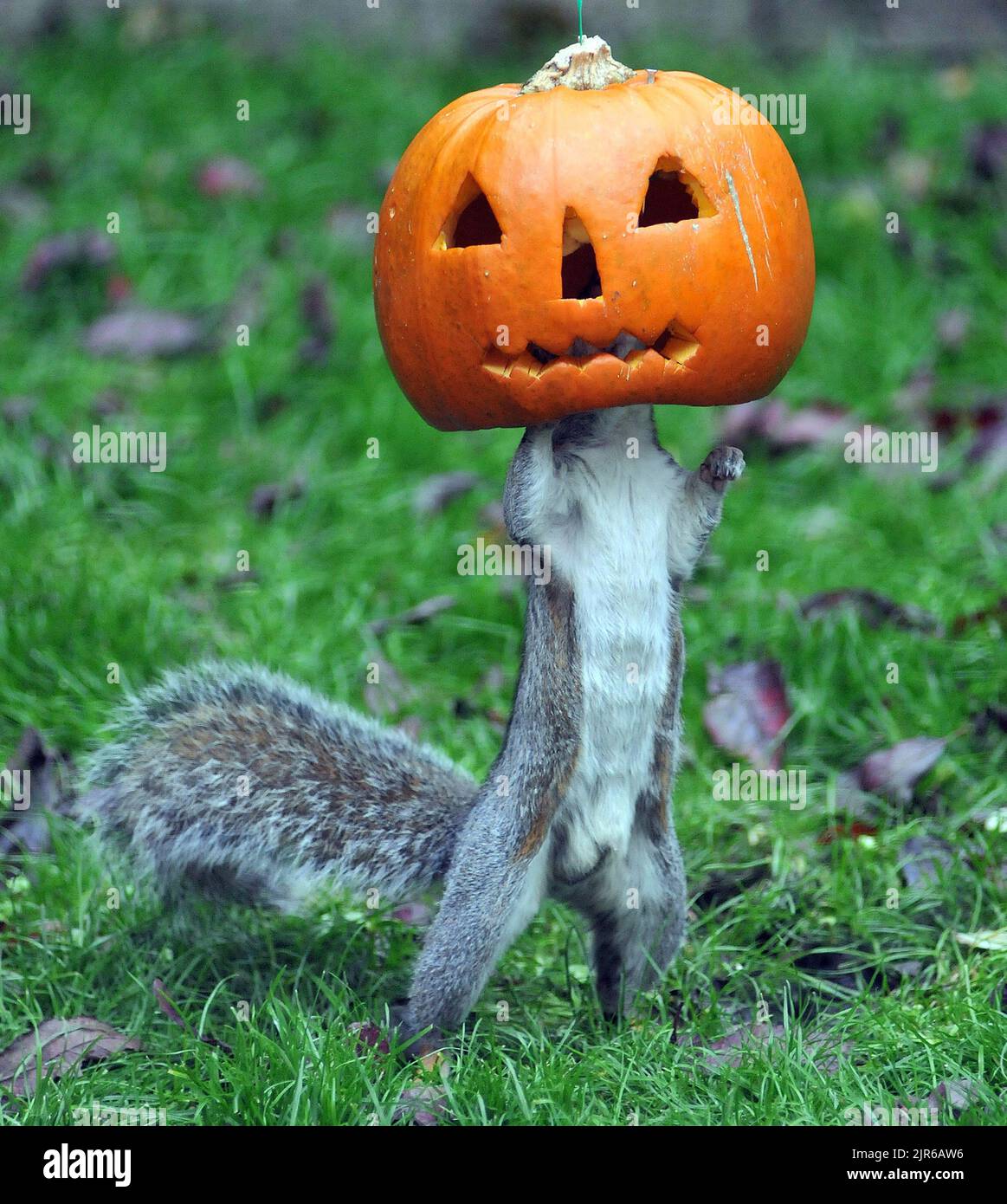 HMMM, FAMMI VEDERE! CIÒ POTREBBE ESSERE GIUSTO CHE COSA HO BISOGNO PER IL MIO VESTITO DI HALLOWEEN, LASCIA VEDERE SE MISURA!. UNO SCOIATTOLO GRIGIO MISCHEVIOUS CONTROLLA UNA ZUCCA MESSA FUORI PER HALLOWEEN NEL GIARDINO DI VICKY FREEMAN DI FAREHAM, HANTS. VICKY DI 53 ANNI HA DETTO ''HO SEMPRE APPESO UNA ZUCCA IN GIARDINO PER I MIEI NIPOTI AD HALLOWEEN, MA NON MI ASPETTAVO UNO SCOIATTOLO INQUISITIVO PER PROVARLO'' PIC MIKE WALKER, 2011 Foto Stock