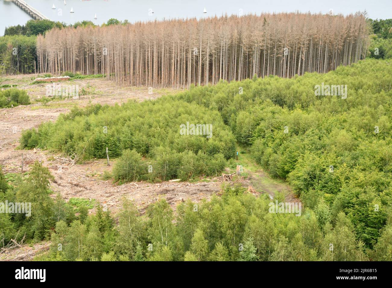Una foresta morente di alberi malati con l'infestazione di scarabeo a Mohnesee, Germania Foto Stock