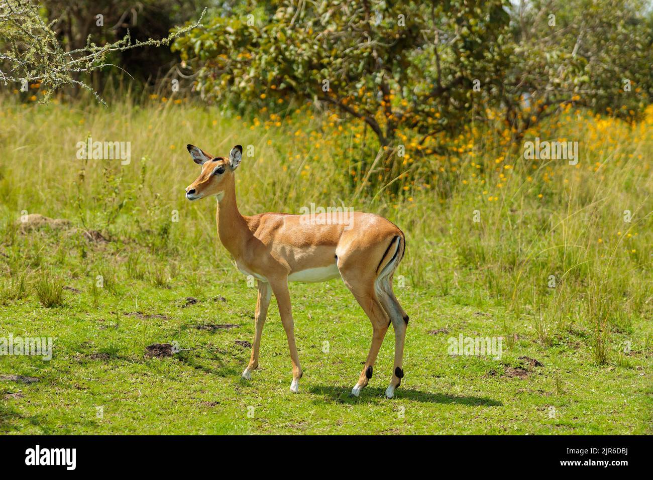 Bella antilope selvaggia dal Sud Africa, copia spazio Foto Stock