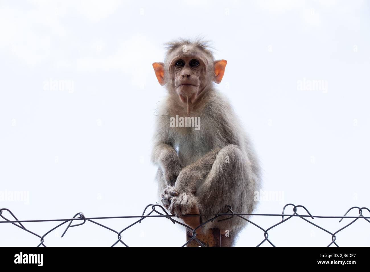 Un macaco Bonnet, una specie di macaco trovato nell'India meridionale seduto su sfondo bianco recinto fuoco Foto Stock