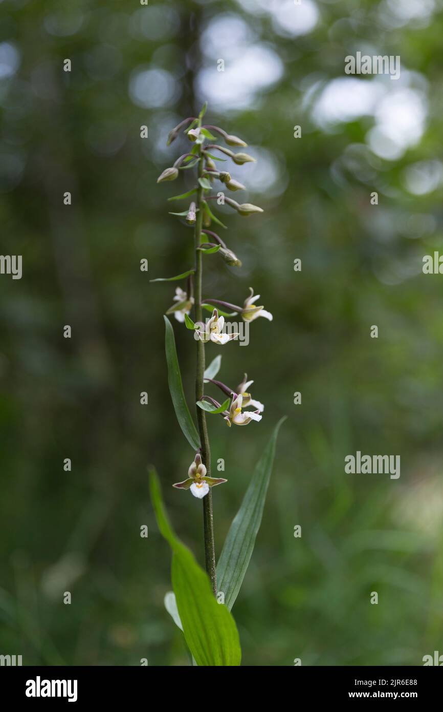 Epipelactis palustris (helleborine palustre), una bella orchidea selvatica originaria dell'Europa macro fiore. Orchidea selvatica (Epipactis palustris) in duna naturale habita Foto Stock