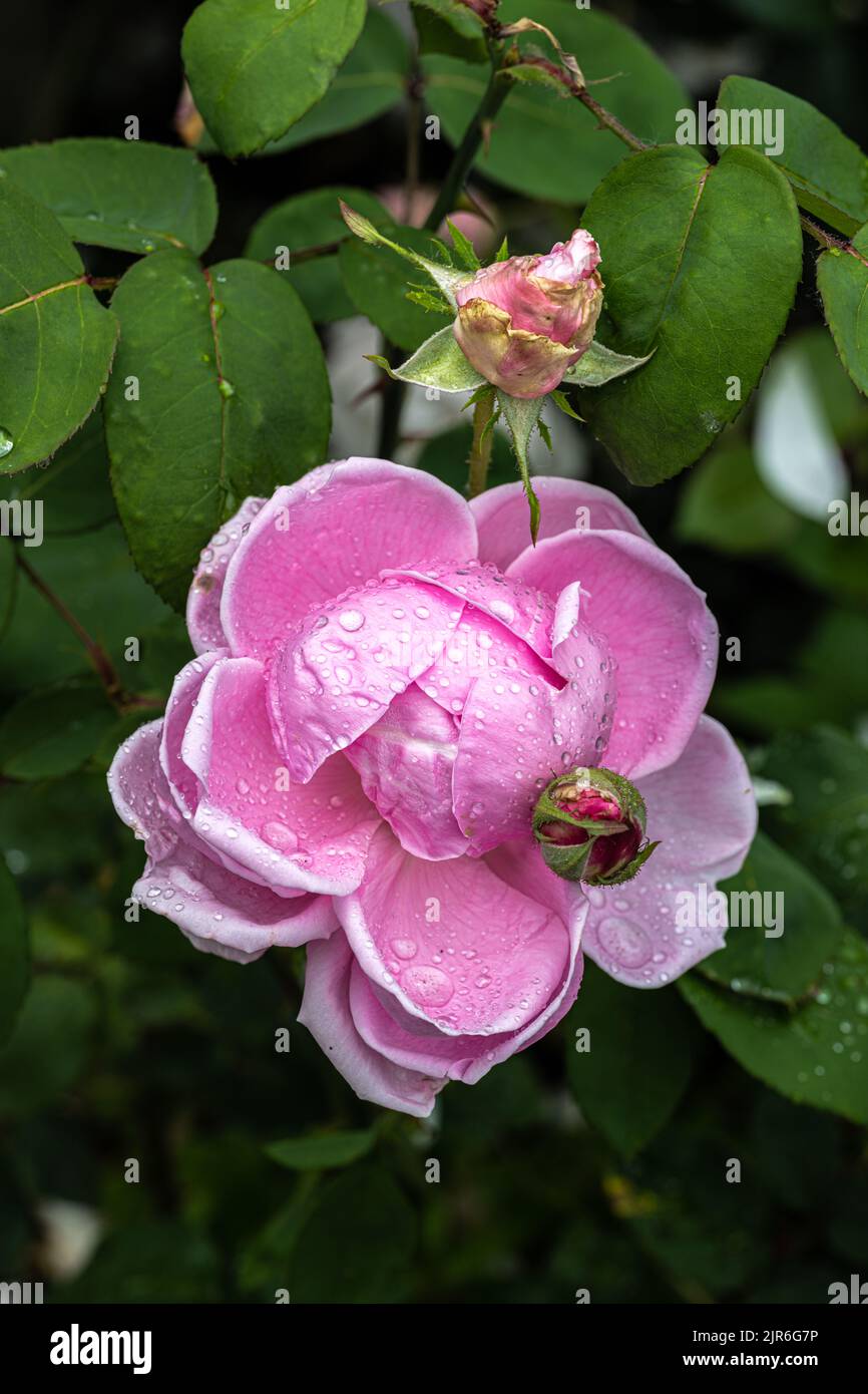 Fioritura ‘MME. Caroline Testout' Heirloom Rose Foto Stock