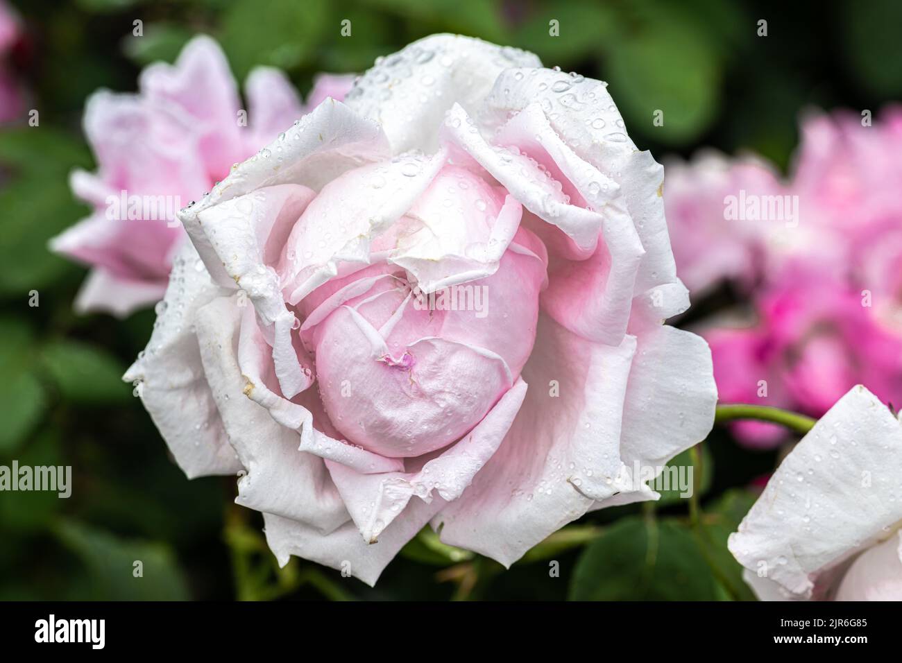 Fioritura ‘MME. Caroline Testout' Heirloom Rose Foto Stock