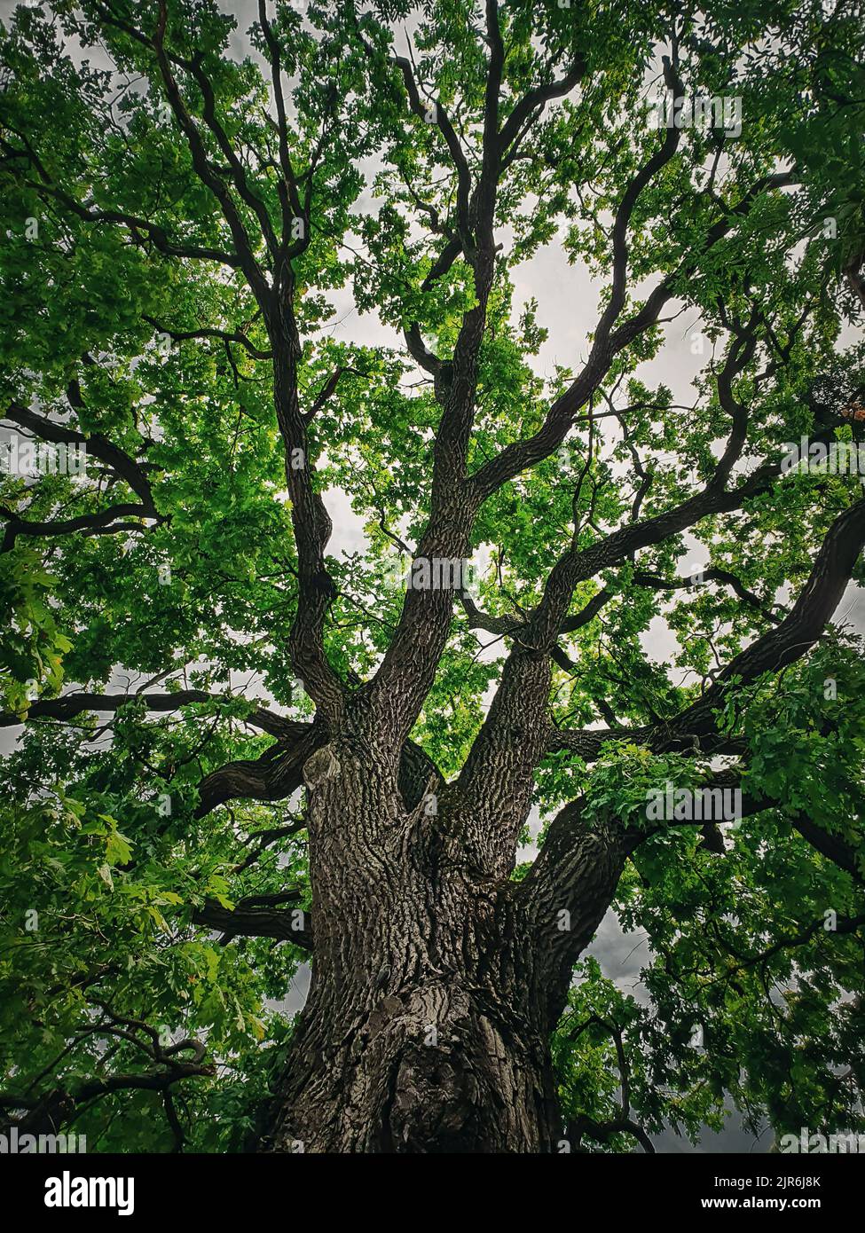 Uno sguardo alla corona verde di una quercia peduncolare di 350 anni situata vicino al monastero di Curchi a Orhei, Moldova. Albero maestoso come punto di riferimento naturale Foto Stock
