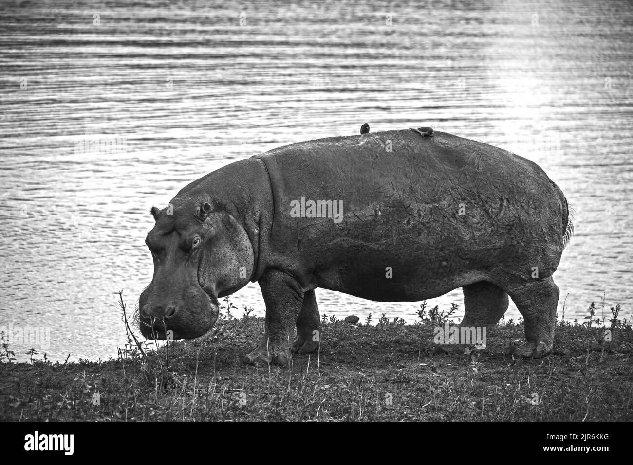 Immagine monocromatica di un ippopotamo (ippopotamo anfibio) che pascola sul bordo dell'acqua nel Parco Nazionale di Kruger. Sudafrica Foto Stock