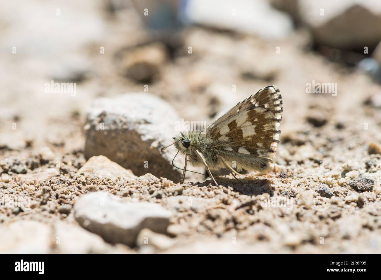 Squartatore di Oberthurs grizzled (Pyrgus armoricanus) Foto Stock