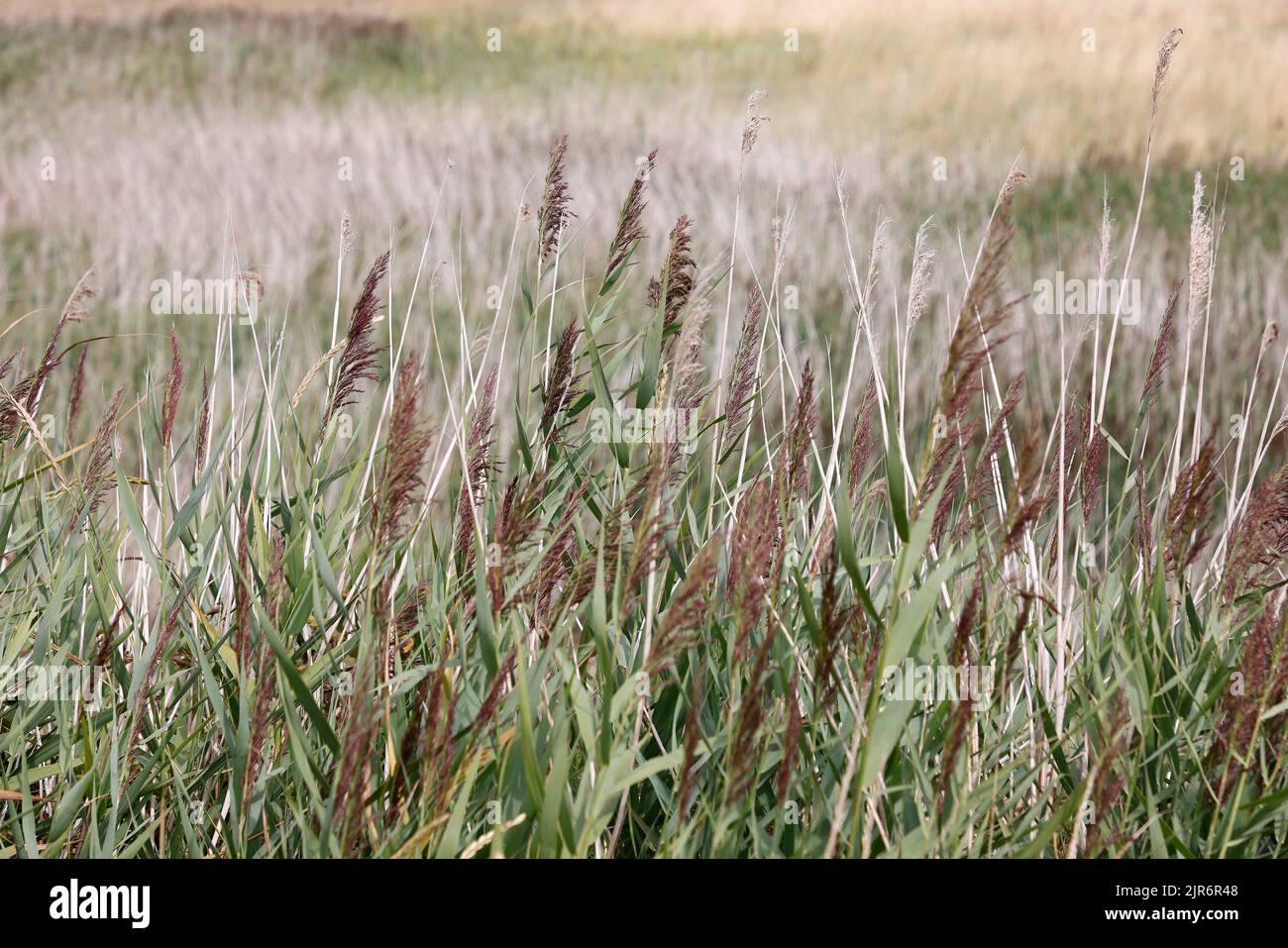 Primo piano di alte piante di gras di canna in crescita viste nel Regno Unito durante l'ondata di caldo del 2022. Foto Stock