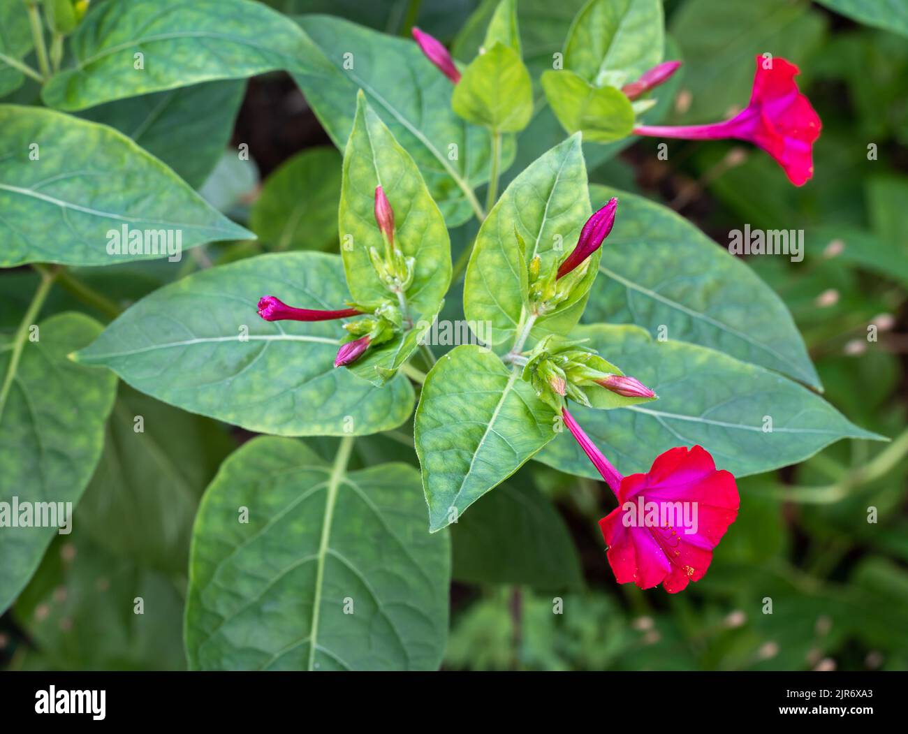 Primo piano della fioritura Mirabilis jalapa, conosciuta anche come la meraviglia del Perù o fiore a ore quattro Foto Stock