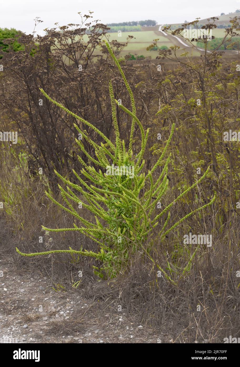 Primo piano di Reseda luteola, Weld, Dyer's Greenweed, Dyer's Rocket o Yellow-Weed Foto Stock