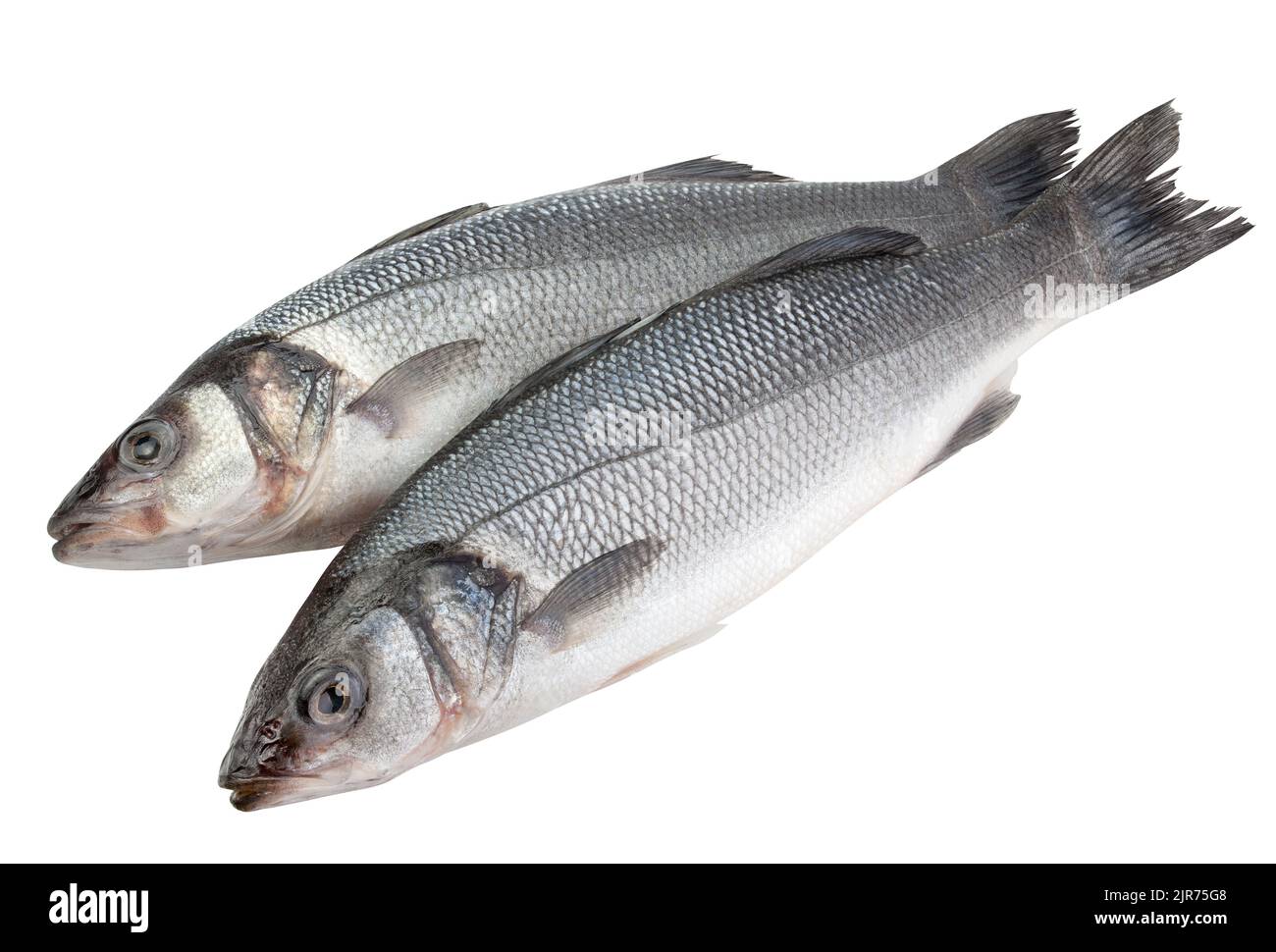 Seabass isolato su sfondo bianco, tracciato di ritaglio, profondità di campo completa Foto Stock