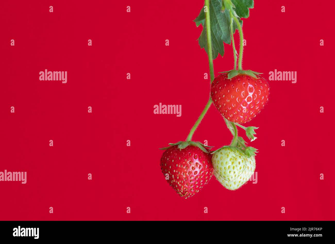 Fragole strappate dal nostro giardino portico anteriore. Foto Stock