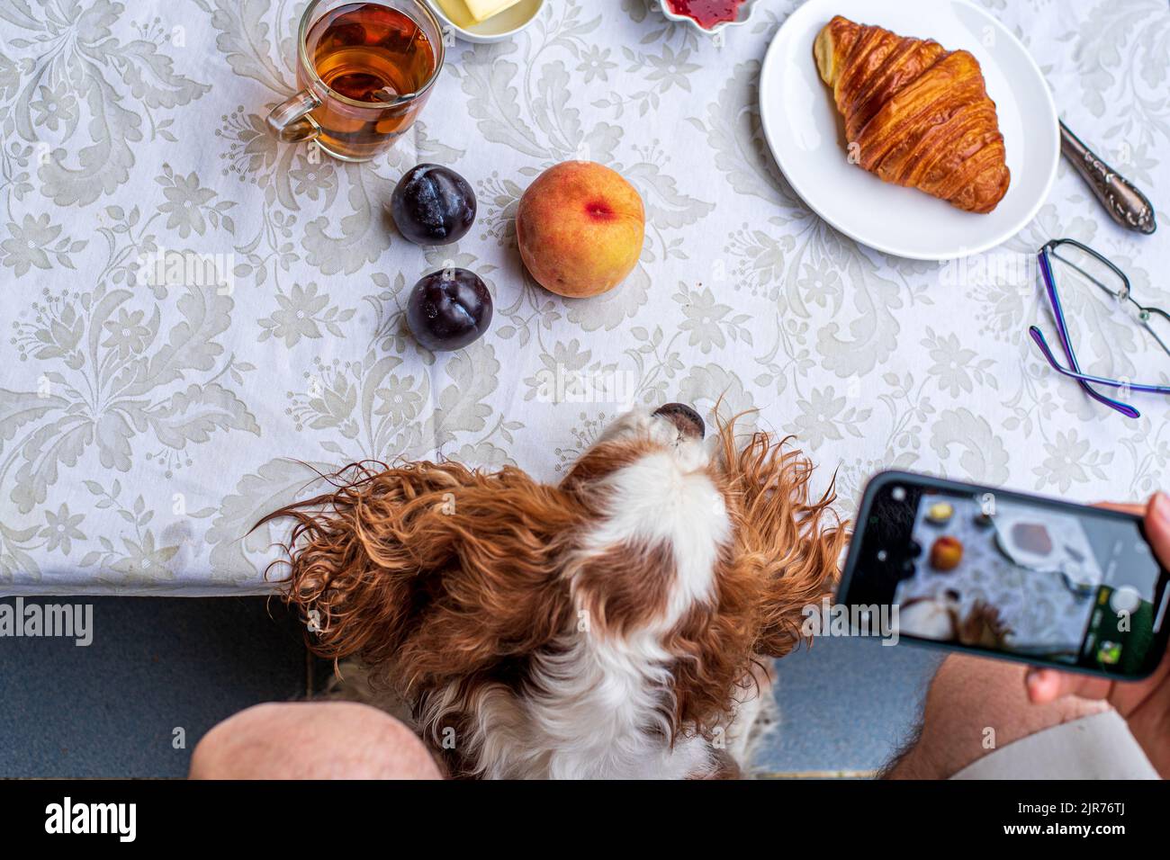 Croissant con tè e marmellata per colazione. Colazione con un amico di cane Foto Stock