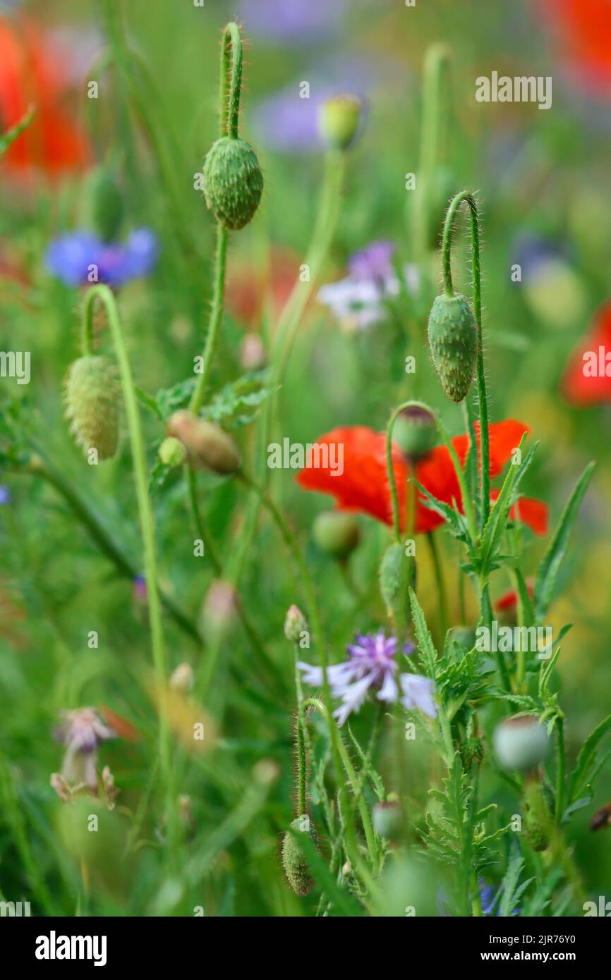 Papavero rosso gemme 'Papaver rhoeas' che soffia nel vento. Campo di fiori selvatici nel breezy giorno d'estate. Dublino, Irlanda Foto Stock