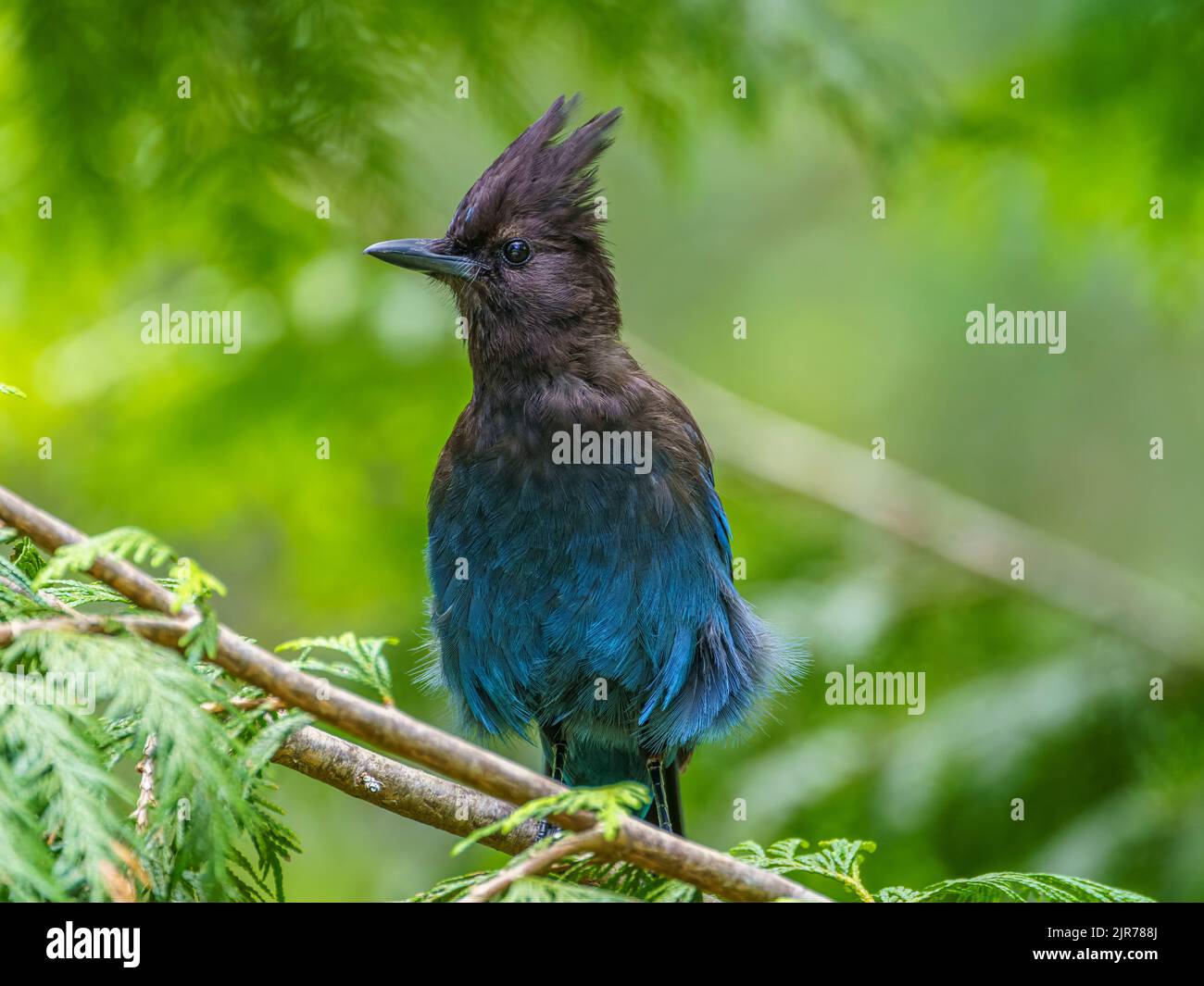 Un Jay di Steller (Cyanocitta stelleri) arroccato su un ramo in un cedro Foto Stock