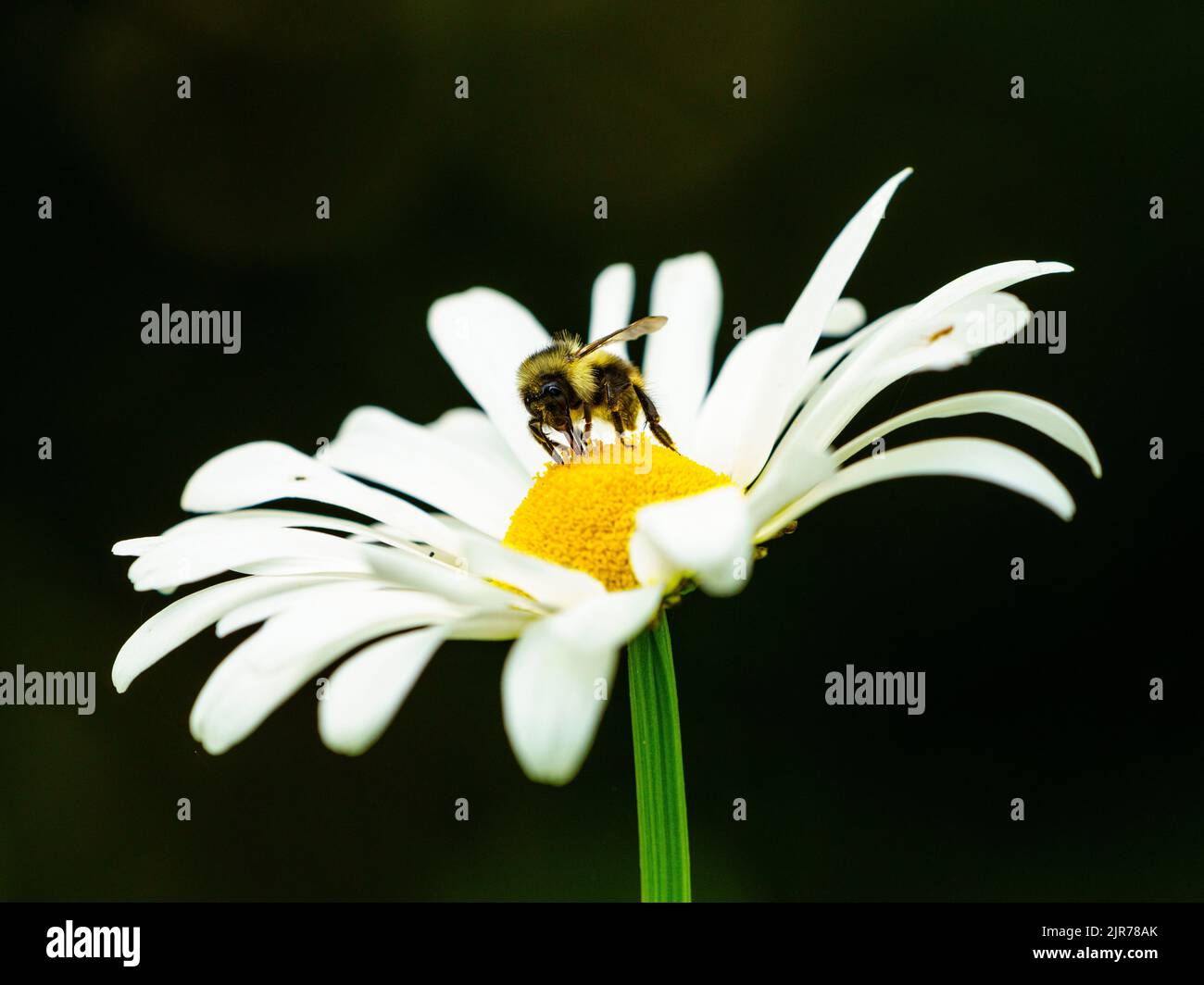 Un'ape che raccoglie polline su una margherita Oxeye Foto Stock