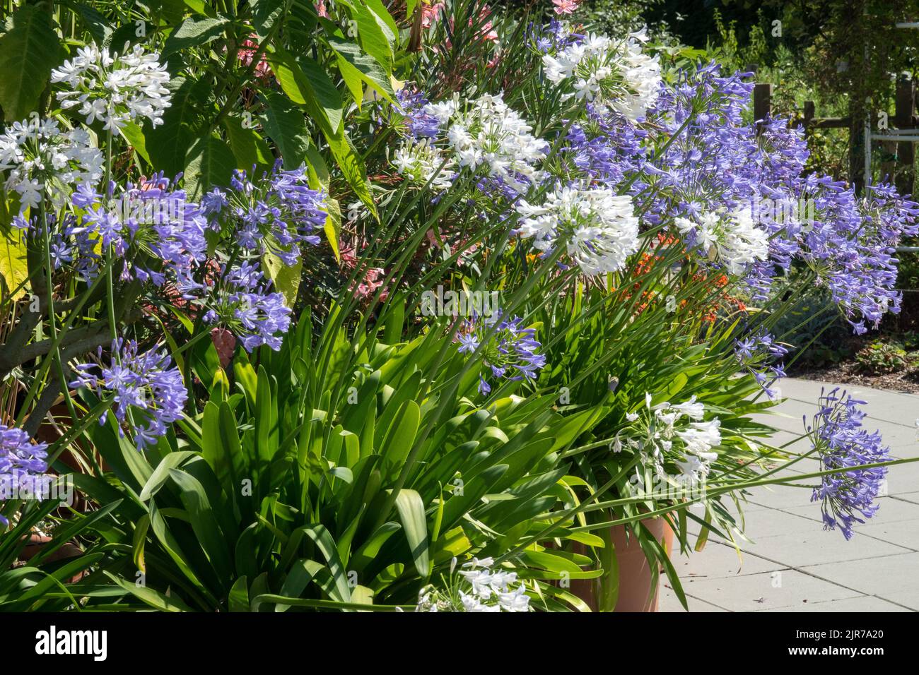 Pentole di Agapanthus, Giardino, fioritura, Fiori, giglio blu africano, Pianta Lily del Nilo Simmer patio Foto Stock