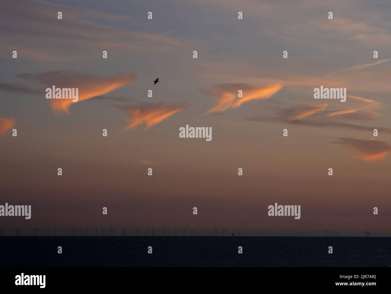 Cielo serale sul canale della Manica, con un solo Gull volando e Rampion Wind Farm all'orizzonte. Foto Stock