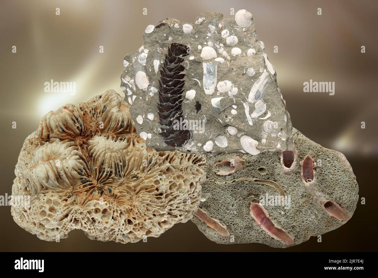 Una composizione di fossili preistorici molto antichi Foto Stock