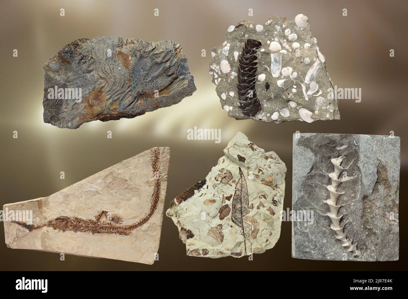 Una composizione di fossili preistorici molto antichi Foto Stock