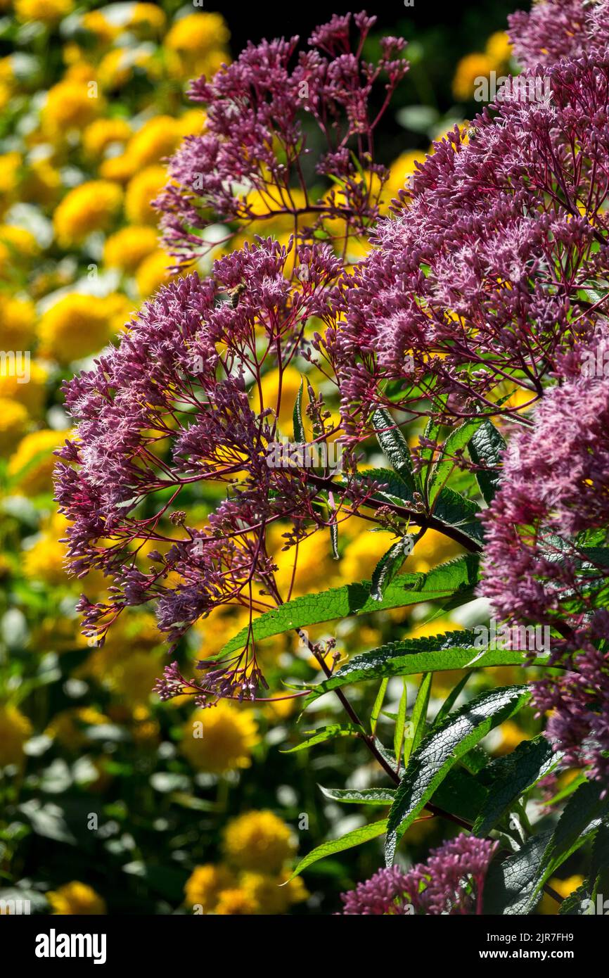 Erbaceo, piante, Joe Pye Weed, Viola, giallo, Perenni, bordi, bordi, eutrichio, Fiori Foto Stock