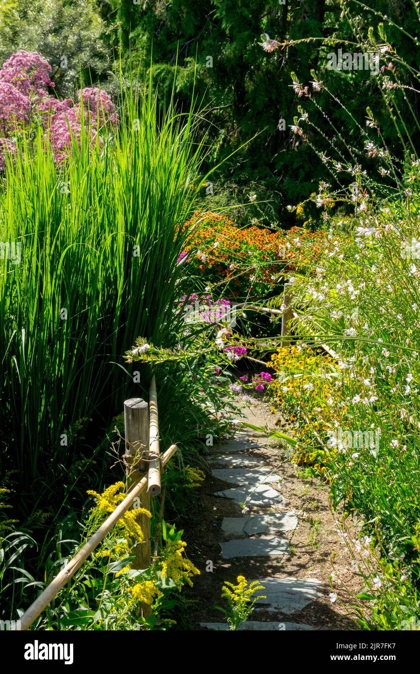 Giardino a sentiero stretto piano alto sentiero fiancheggiato nel giardino confine con l'erba Gaura Helenium Joe Pye Weed bellezza delle erbe lunghe del giardino estivo Foto Stock