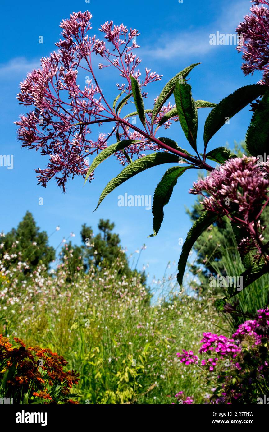 Eutrochium purpureum Fiore fiorito in un giardino estivo bel tempo Joe Pye Weed Regina dell'Eumatorio prato Foto Stock