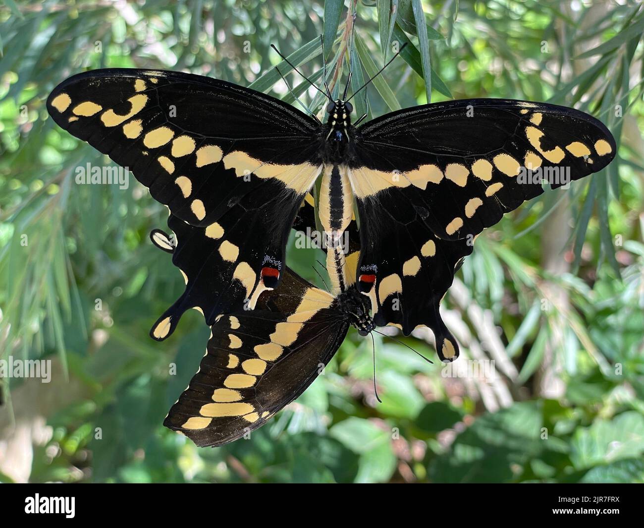Accoppiamento di due farfalle. Foto Stock
