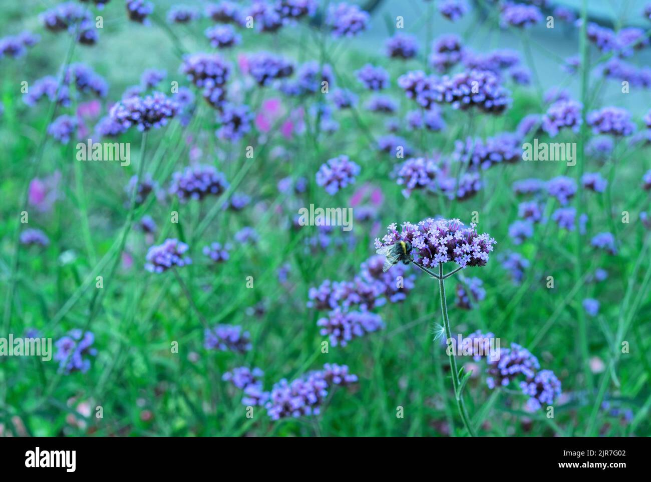 Fiori viola Verbena bonariensis (argentino Vervain o Purpletop Vervain, Clustertop Vervain, Tall Verbena, Pretty Verbena), piante ornamentali per Foto Stock