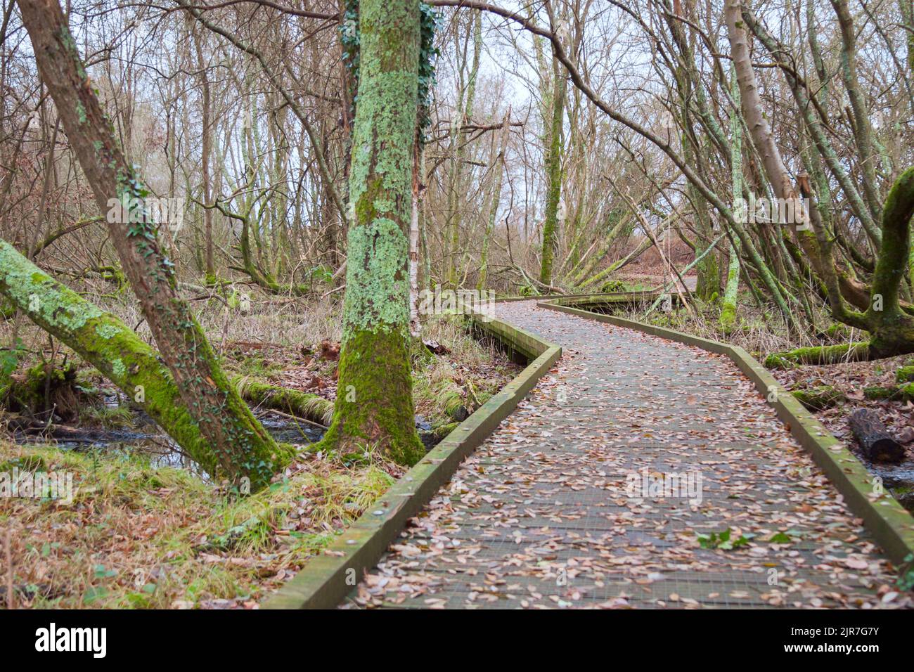Sentiero di legno. Riserva naturale dei laghi di Blashford, Regno Unito Foto Stock