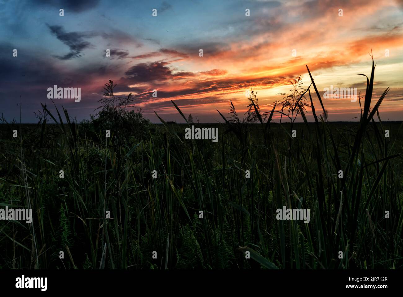 Tramonto sulla palude in estate. Paesaggio del Parco Nazionale di Biebrza in Polonia, Europa. Nuvole drammatiche sul prato. Foto Stock