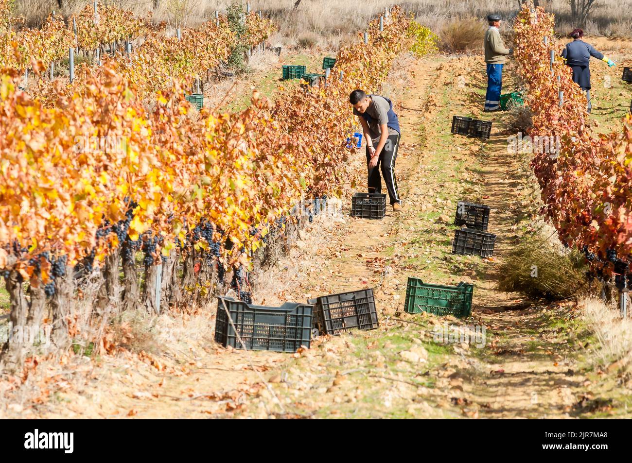Giovane lavoratore temporaneo in vigna che fa lavoro di raccolta in una città di Toro, Zamora, Spagna. Foto Stock