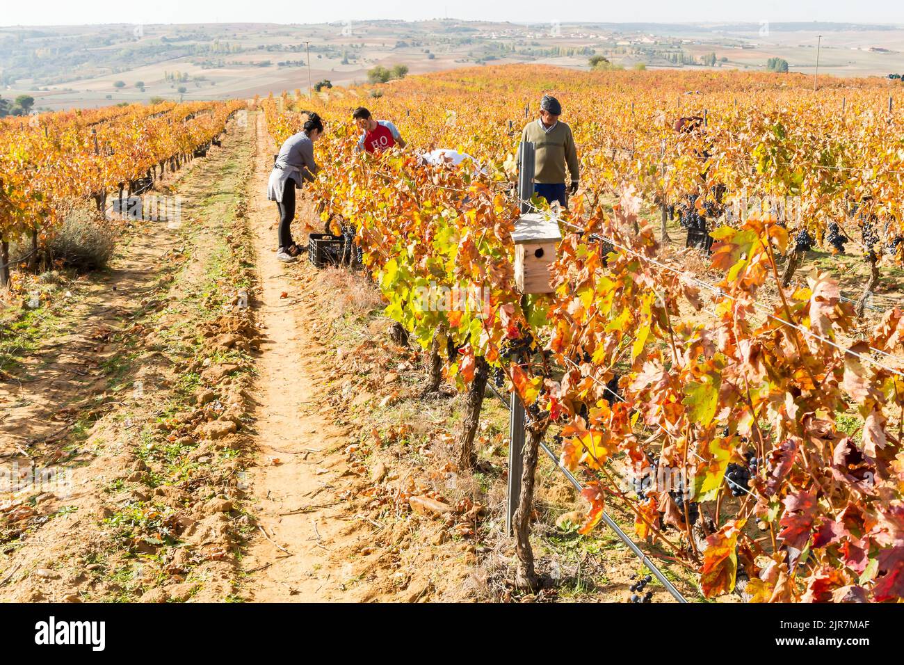 La vigna viene raccolta dai lavoratori durante la campagna di raccolta a Toro, Zamora, Spagna. Foto Stock
