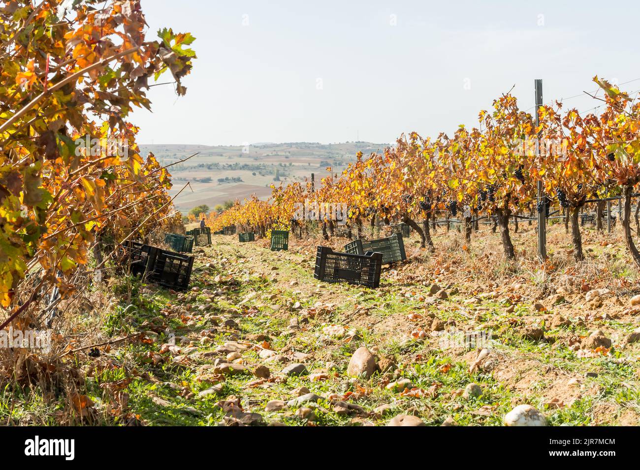 Casse di plastica sparse tra le viti in un vigneto durante la vendemmia in autunno. Foto Stock